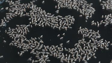 Dengue_mosquito.JPG