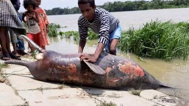 Died-Dolphin1.jpg