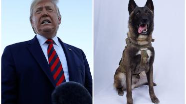 dog 1.jpg