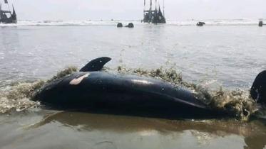 Dolphin_Cox'sbazar