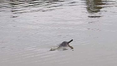 Dolphin_Halda1.jpg