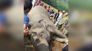 Elephant-found-dead_Collected.jpg