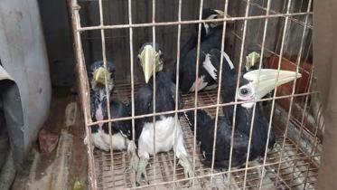 Endangered_-Hornbill.jpg