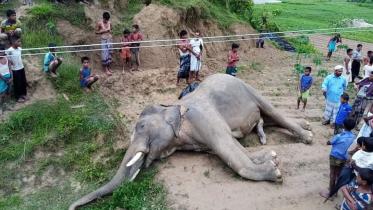 Endangered_Elephant_Coxsbaz.jpg