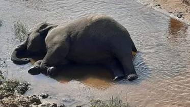 Endangered_Elephant_Lama.jpg