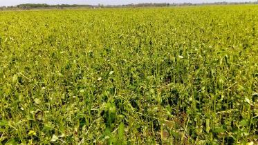Faridpur-Damage-Jute.jpg