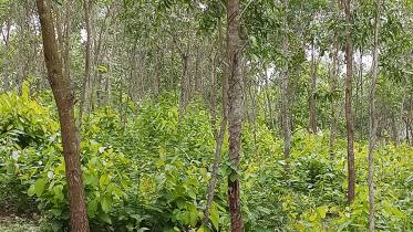 Gazipur banayan.jpg