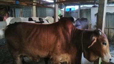 Gazipur cattle market