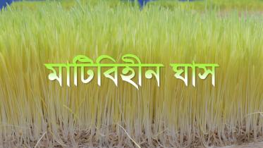 Grass-bangla
