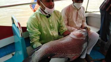 Halda_Fish.jpg