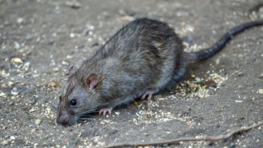 Hantavirus.jpg