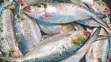 hilsa-fish.jpg