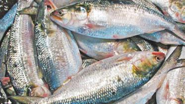 hilsa.jpg