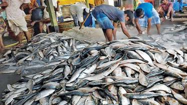 hilsa.jpg
