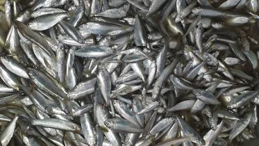 Hilsha_Fish_Manikganj