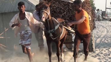 Horse_Lalmonirhat.jpg