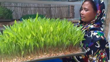 Hydroponic grass.jpg