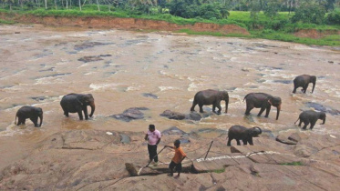 in_the_land_of_the_lion_with_the_sword