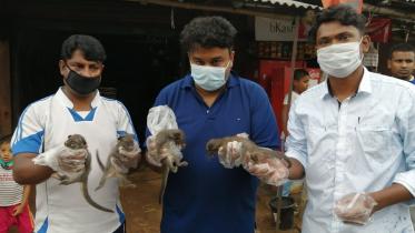 indian civet.jpg