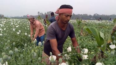 Joypurhat-opium-cultivation-02.jpg