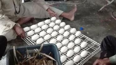 Karamjal_Crocodile_egg.jpg