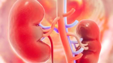 Kidney 