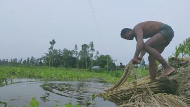 Kurigram jute-02 (24.08).jpg