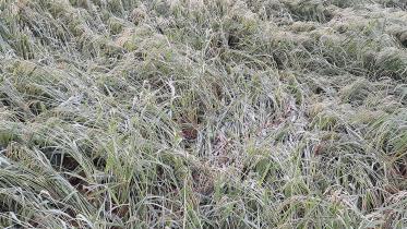 Kurigram Photo Ston Rain.jpg