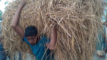 Lalmobirhat hay prices-01.jpg