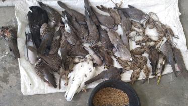 Lalmonirhat birds killing