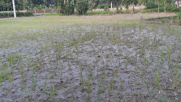 Lalmonirhat-farmer-land.jpg