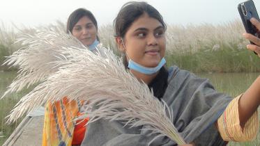 Lalmonirhat autumn catkin-01 (03.10).JPG