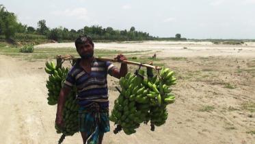 Lalmonirhat banana farmers.jpg