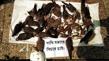 Lalmonirhat birds.jpg