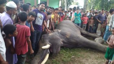 Lalmonirhat elephant dead-03 (02.09).jpg