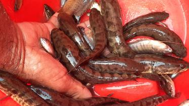 Lalmonirhat local fishes.jpg