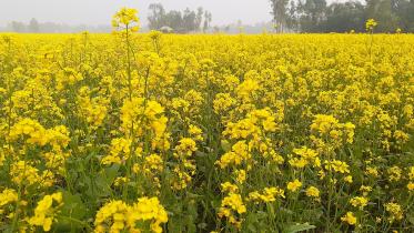 Lalmonirhat mustard-01.jpg