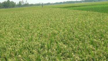 Lalmonirhat paddy.jpg