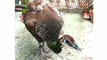 Lalmonirhat peacock rescued-25 (1).jpg