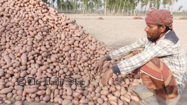 Lalmonirhat potatoes-03.jpg