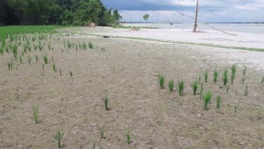 Lalmonirhat sandy land.jpg