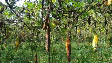 Lalmonirhat vegtable seeds.jpg