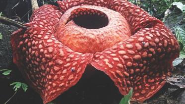largest_flower_0.jpg