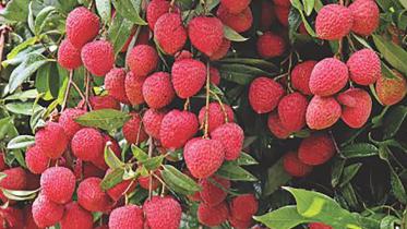 litchi-new.jpg