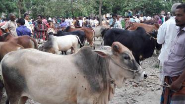 local-cattle.jpg