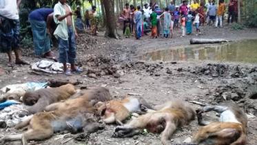 Madaripur monkey killing.jpg