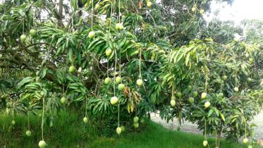 mango shatkhira.jpg