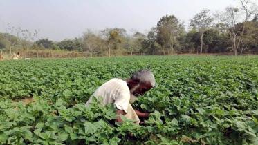 Manikchhari tobacco cultivation.jpg