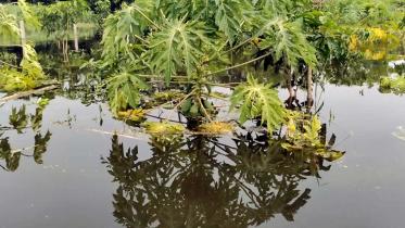 Manikganj-crops.jpg