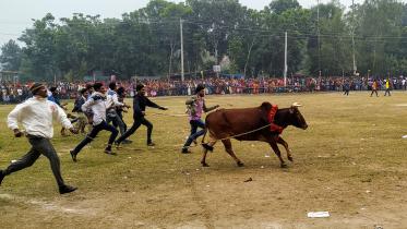 Manikganj cow race